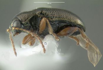 Media type: image;   Entomology 613284 Aspect: habitus lateral view